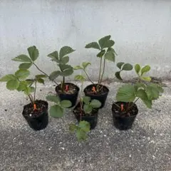 無農薬 大和当帰の苗(5本) 抜き苗 - メルカリ