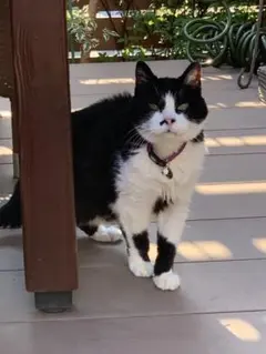 ケンボー☆様専用　　ネコ写真