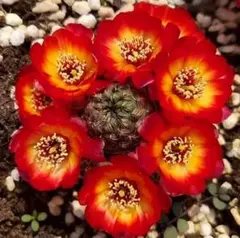 紅梅 超人気 花サボテン メディオロビビア カキコ - メルカリ
