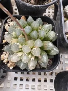 75a 多肉植物 ハオルチア 実生オブツーサ錦糊斑 自家繁殖 鉢植え発送