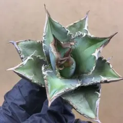 特別価格❗️ 017 アガベ　グレート　ホワイトシャークスキン　子株　大きめ 2025年最新】グレートホワイトシャーク アガベの人気アイテム - メルカリ