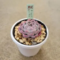 2025年最新】miya苗の人気アイテム - メルカリ