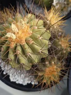 2025年最新】ハセルトニアナの人気アイテム - メルカリ