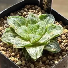 ハオルチア 新氷砂糖錦 斑入り 抜き苗発送 ハオルチア 新氷砂糖錦斑入り 抜き苗発送 - メルカリ