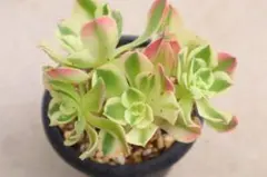 大人気 多肉植物 アエオニウム 白鳳錦 超美苗 レア種 - メルカリ