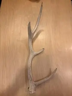 白い鹿の角