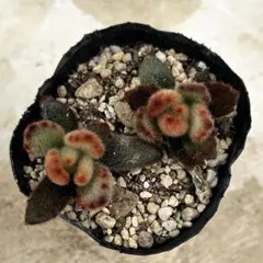 おまとめ追加② ふーこ様 リクエスト 2点 まとめ商品