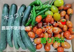 新鮮野菜セット きゅうり シシトウ ミニトマトのサムネイル