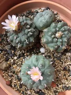 2026年最新】ロホホラの人気アイテム - メルカリ