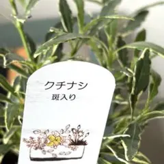 【斑入り】クチナシ　ポット苗《9/16》香りの良い花木