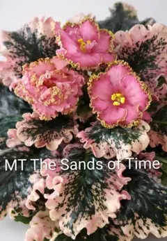 hinanami様 リクエスト 2点 まとめ商品