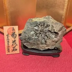 菊花石 岐阜県根尾谷産2.3㌔ 鑑賞石 観賞石 水石 盆石 天然石 美石