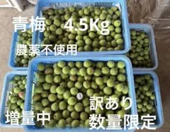青梅　訳あり　4.5kg 農薬不使用　10%増量中　数量限定　本日収穫発送のサムネイル