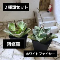 ままとう様 リクエスト 2点 まとめ商品