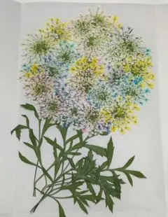 押し花 レースフラワー №314