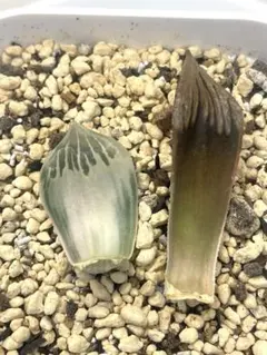 2025年最新】ハオルチア 白蛇伝の人気アイテム - メルカリ