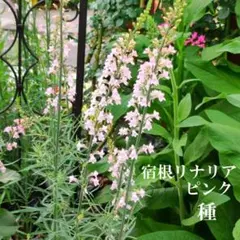 秋まき花の種　宿根リナリア・ピンク　50粒以上　宿根草