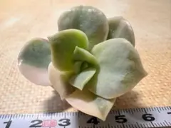 さ*マ様 1566 ラブリーローズ錦　エケベリア　多肉植物　撮影2月23日