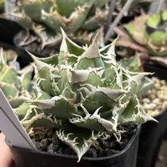 2025年最新】大白鯊 lizeの人気アイテム - メルカリ