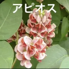 アピオスの苗⑥スーパーフード グリーンカーテンのサムネイル