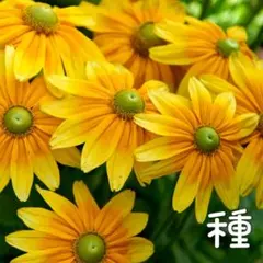 ルドベキア プレーリーサン 種