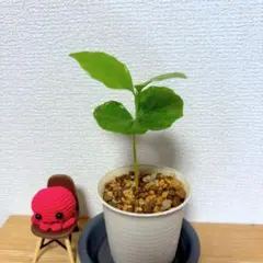 食用ほおずき 抜き苗 ハニーゴールド A - メルカリ