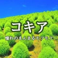 【お花の種】コキア☆箒木(ホウキギ) 種子 約100粒！シンボルツリーのサムネイル