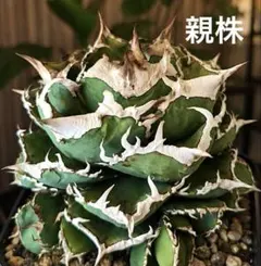 アガベ チタノタ 観葉植物 子株 毒蛇 カキコ - メルカリ