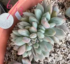アリエル綴化 大苗 抜き 多肉植物 - メルカリ