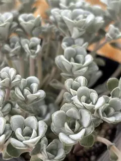 多肉植物❤️パープレウム　ポット発送❤️にじはなさん　白雪ミセバヤ　寄せ植えに
