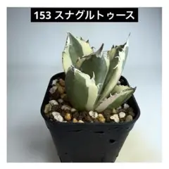 2025年最新】アガベの人気アイテム - メルカリ