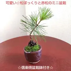 山からの来訪者☆可愛い松ぼっくりとイキイキ元気な松のミニ盆栽 不老長寿・邪気除けのサムネイル