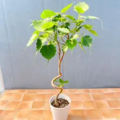 フィカス・ウンベラータ 150cm１０号 S-shaped tree form フィカス ウンベラータ 10号 152cm S-shaped tree form - メルカリ