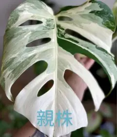 2026年最新】ボルシギアナ ミントの人気アイテム - メルカリ