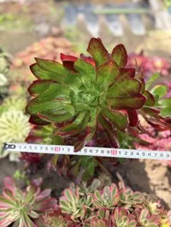 アエオニウム　七彩石錦　30cm 七彩石変異錦 群生 大苗 7頭 アエオニウム 多肉植物 - メルカリ