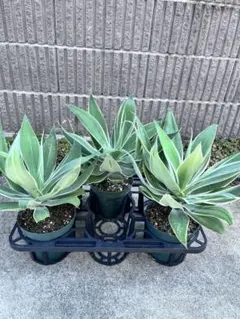 2025年最新】アテナータ 斑入りの人気アイテム - メルカリ