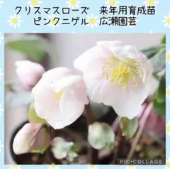 2026年最新】広瀬園芸 クリスマスローズの人気アイテム - メルカリ
