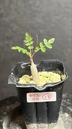 【セール】ボスウェリア　ネグレクタ　No.001　メルカリ便　鉢、送料込 セール】ボスウェリア ネグレクタ No.001 メルカリ便 鉢、送料込