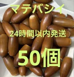 マテバシイどんぐり　50個
