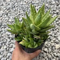 Aloe haggeherensis アロエ ハッゲヘレンシス 実生苗 多肉植物 - メルカリ