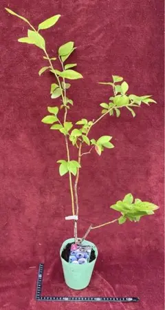 Coco様 リクエスト 2点 まとめ商品