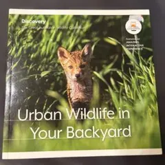 Urban Wildlife in Your Backyard