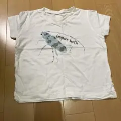 INSECT COLLECTION 長角甲虫 Tシャツ M