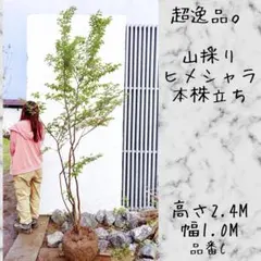 超絶品。美斑紋 山採りナツハゼ3.4M(鉢底から)◎シンボルツリー◎ 超絶品。美斑紋 山採りナツハゼ3.4M(鉢底から)◎シンボルツリー