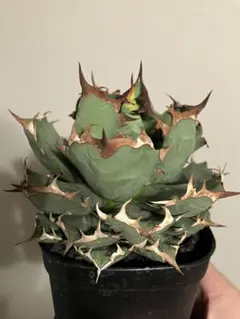 2026年最新】姫厳竜の人気アイテム - メルカリ