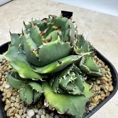 コレクション株放出☆台湾産ノーネームNONAME☆検)ゴジラ、シーザー、オテロイ、アガベ、チタノタ 台湾産 ノーネーム株 中〜大株 個人の日本株関心高く、医療関連