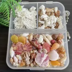 ✴︎貝殻詰合せ✴︎141