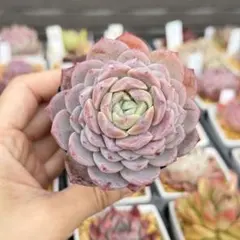 ばぁこちゃん様 リクエスト 2点 まとめ商品