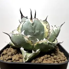 2026年最新】アガベ ブラック&ブルー 錦の人気アイテム - メルカリ