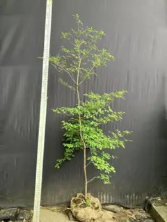 希少。山採りサラサドウダンツツジ1.6M(鉢底から)品番B 希少。山採りサラサドウダンツツジ1.6M(鉢底から)品番B - メルカリ